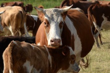 Челябинская область: ГЛОНАСС присмотрит за коровами